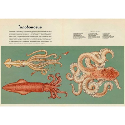 Энциклопедия Анималиум Махаон 50207649 2