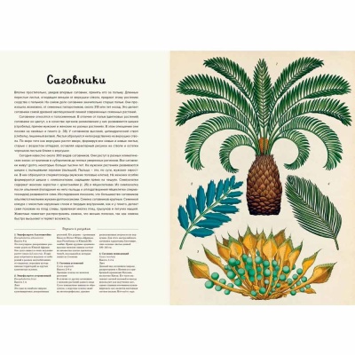 Энциклопедия Ботаникум Махаон 50170384 2