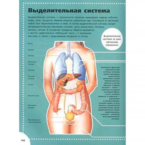 Анатомия Большой атлас для детей и взрослых АСТ 9785171326661 фото 2