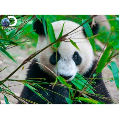 Стерео пазл Prime 3D 10071 Большая панда 2