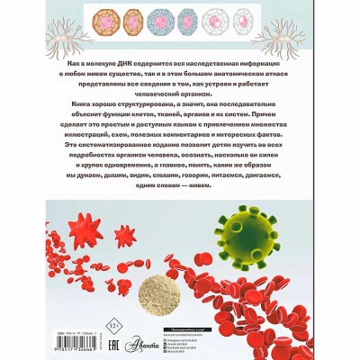 Анатомия Большой атлас для детей и взрослых АСТ 9785171326661 4