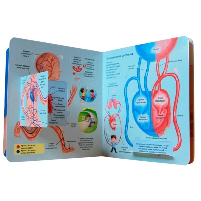 Тело человека Энциклопедия с окошками Росмэн 41699 3