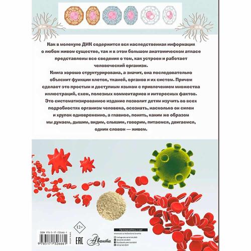 Анатомия Большой атлас для детей и взрослых АСТ 9785171326661 фото 4