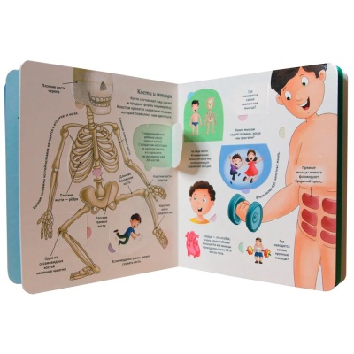 Тело человека Энциклопедия с окошками Росмэн 41699 4