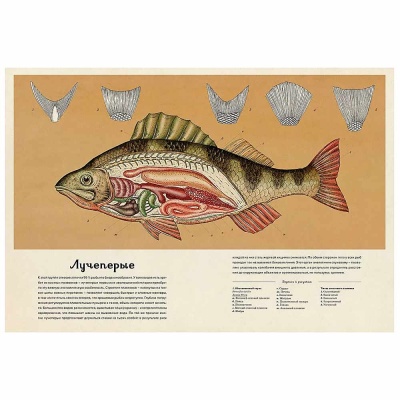 Энциклопедия Анималиум Махаон 50207649 5