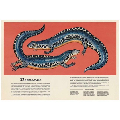 Энциклопедия Анималиум Махаон 50207649 4