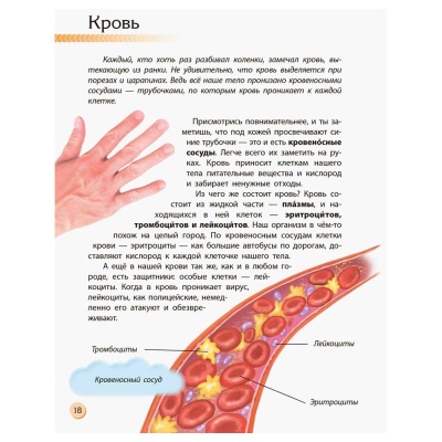 Книга Познаем и исследуем Человек и его тело Ranok С421009Р Книга Познаем и исследуем Человек и его тело Ranok С421009Р