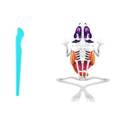 Игровой набор LAB БИОсфера Лягушка 1toy Т26722 2