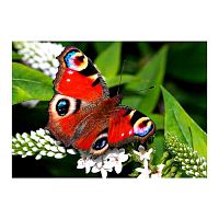 Картина по номерам на холсте Яркая бабочка 40х50 см Рыжий Кот Х-4737