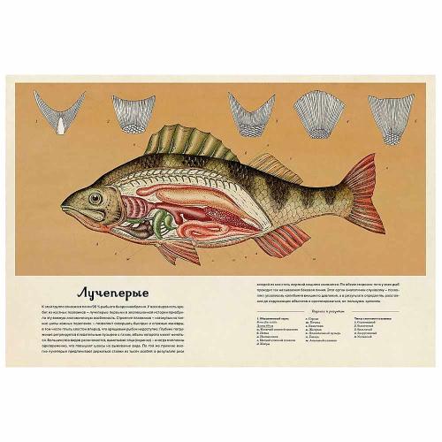 Энциклопедия Анималиум Махаон 50207649 фото 5