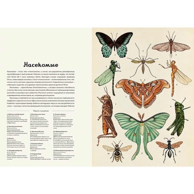 Энциклопедия Анималиум Махаон 50207649 3