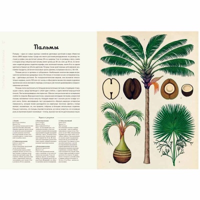 Энциклопедия Ботаникум Махаон 50170384 3